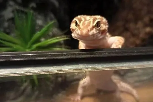 Gekon lamparci+terrarium