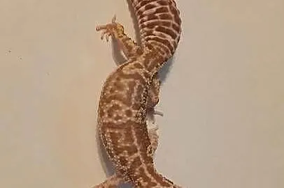 Gekon lamparci+terrarium, Śląskie, Bielsko-Biała