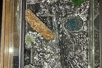 Gekon lamparci+terrarium, Śląskie, Bielsko-Biała