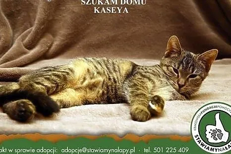 Kaseya. fundacja Stawiamy Na Łapy,  małopolskie Kr