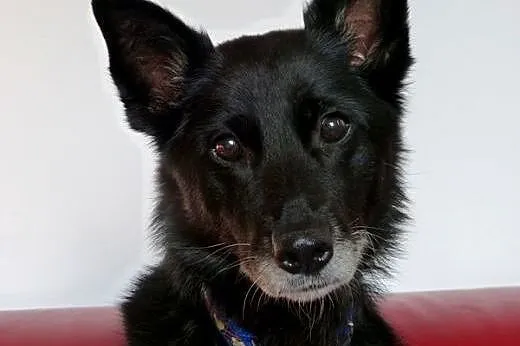 Kora idealna domowa suczka. ADOPCJA, małopolskie Kraków