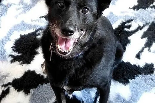 Kora idealna domowa suczka. ADOPCJA,  małopolskie 