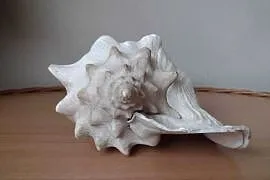 Akwarium muszla morska 23,5cm