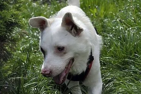 Gromitek kocha ludzi i dzieci daj mu cudowny domek