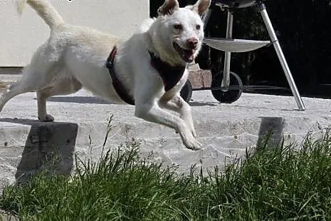 Gromitek kocha ludzi i dzieci daj mu cudowny domek