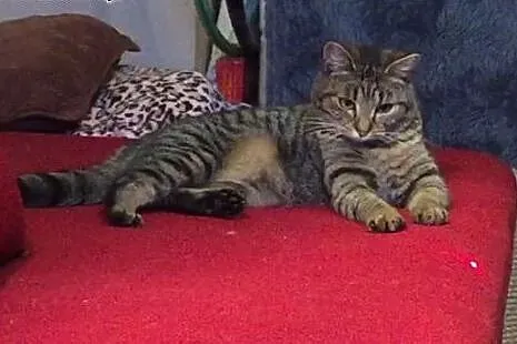 Ksenia kocia księżniczka poleca się do adopcji,  d