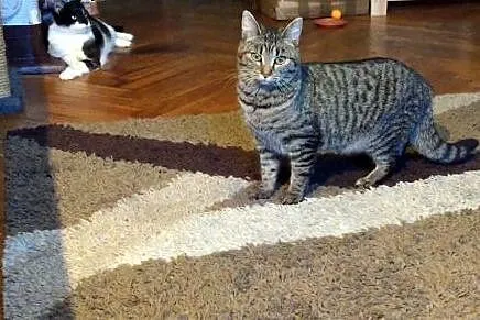 Ksenia kocia księżniczka poleca się do adopcji,  d