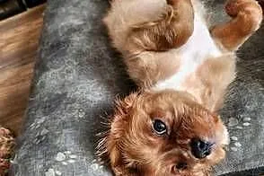 Szczeniaczek gotowy do nowego kochajocego domu cavalier king chars spanoel
