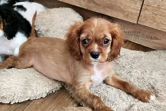 Szczeniaczek gotowy do nowego kochajocego domu cavalier king chars spanoel, Mazowieckie, Wolica