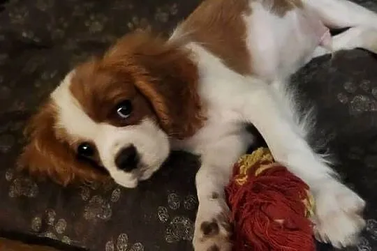 Szczeniaczek gotowy do nowego kochajocego domu cavalier king chars spanoel, Mazowieckie, Wolica