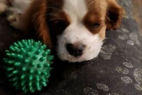 Szczeniaczek gotowy do nowego kochajocego domu cavalier king chars spanoel, Mazowieckie, Wolica