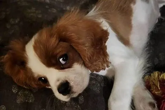 Szczeniaczek gotowy do nowego kochajocego domu cavalier king chars spanoel, Mazowieckie, Wolica