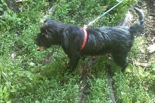 Bella mała roczna sunia szuka swojego człowieka,  