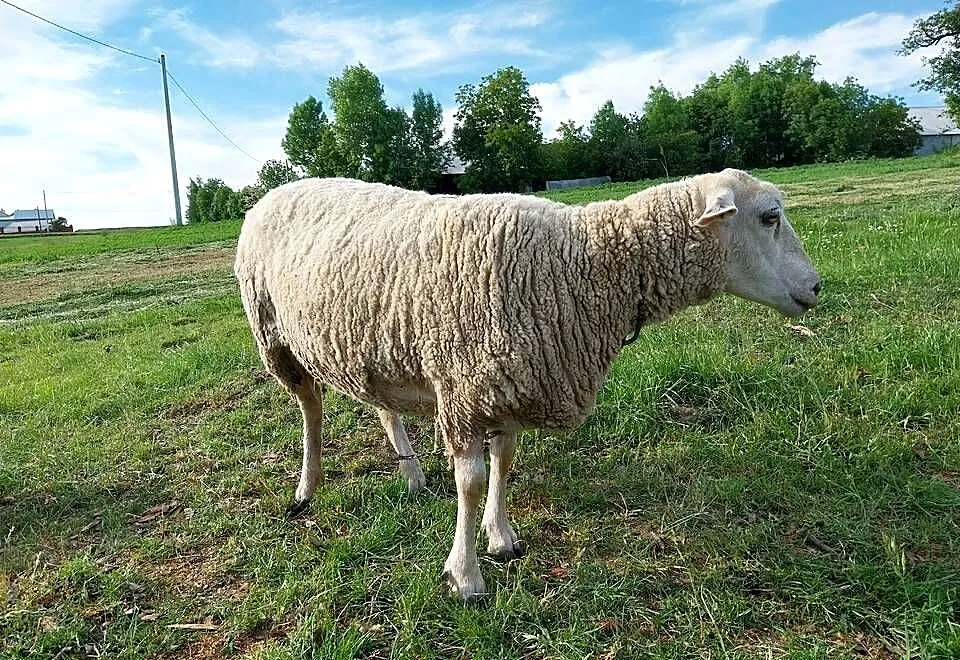 Owca olkuska samica dorosła, Małopolskie, Górka Kościejowska
