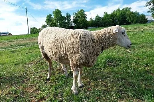 Owca olkuska samica dorosła, Małopolskie, Górka Kościejowska