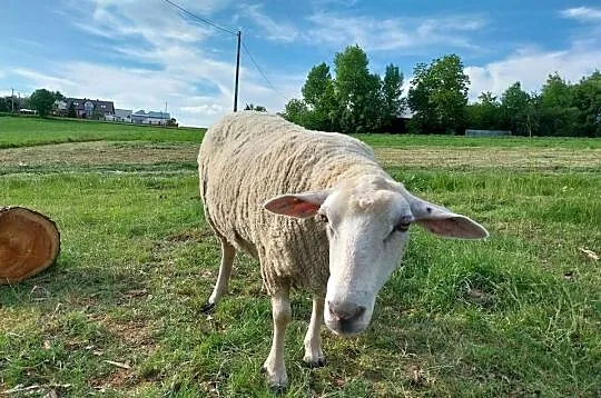 Owca olkuska samica dorosła, Małopolskie, Górka Kościejowska