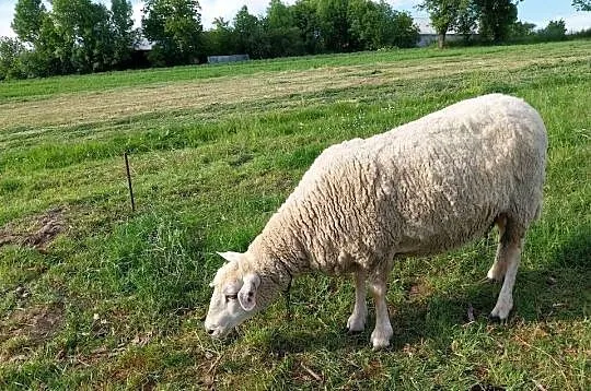 Owca olkuska samica dorosła, Małopolskie, Górka Kościejowska