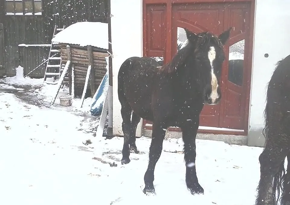 Sprzedam źróbka zimnokristego, oraz inne konie zim