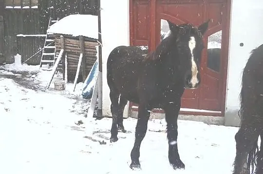 Sprzedam źróbka zimnokristego, oraz inne konie zim