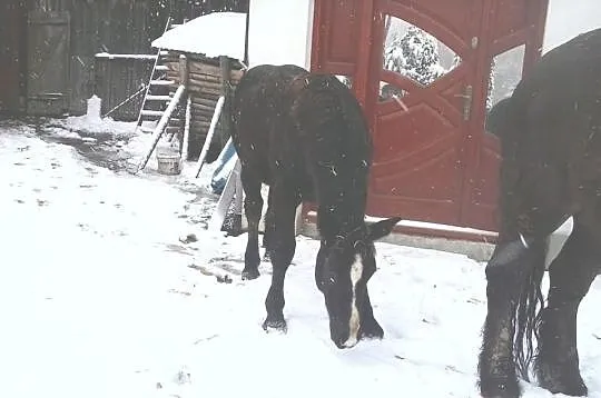 Sprzedam źróbka zimnokristego, oraz inne konie zim