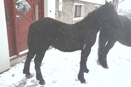Sprzedam źróbka zimnokristego, oraz inne konie zim