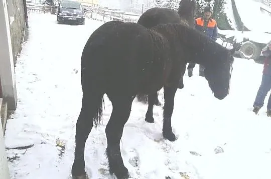 Sprzedam źróbka zimnokristego, oraz inne konie zim