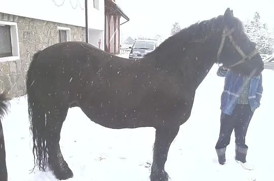 Sprzedam źróbka zimnokristego, oraz inne konie zim
