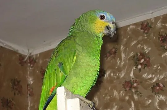 Amazonka modrobrewa kurika ( amazona amazonica )