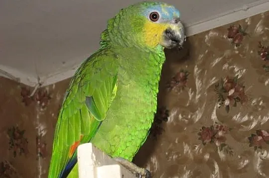 Amazonka modrobrewa kurika ( amazona amazonica )