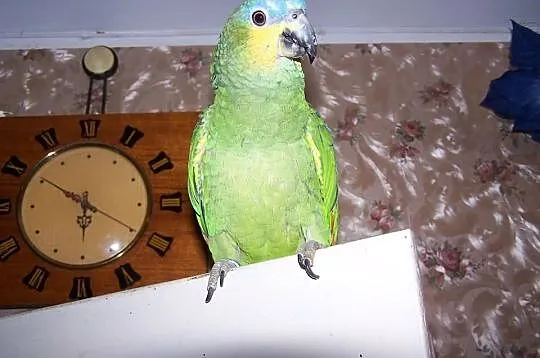 Amazonka modrobrewa kurika ( amazona amazonica )