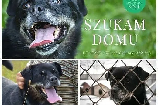 Małpiszonek - czarny kundelek nie ma już czasu na 