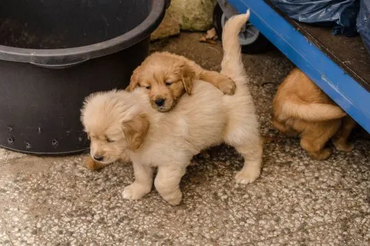 Szczenięta golden retrievera Whatsapp +447506188115, , london