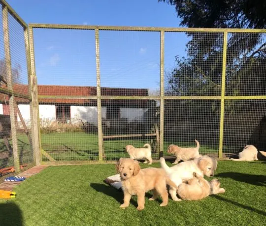 Szczenięta golden retrievera Whatsapp +447506188115, , london