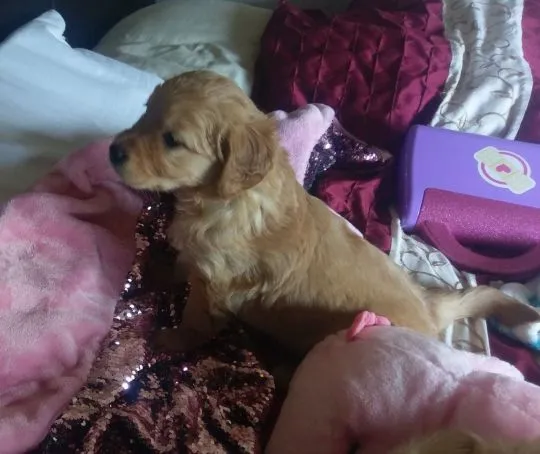 Szczenięta golden retrievera Whatsapp +447506188115, , london