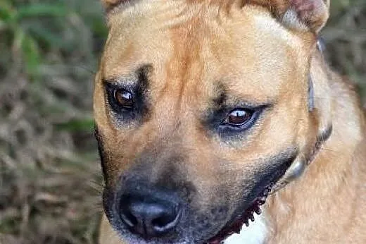 Fido - towarzyski przytulak, energiczny i pocieszn