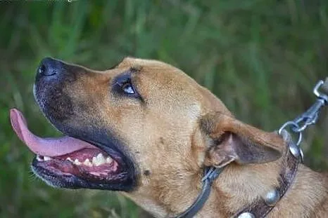 Fido - towarzyski przytulak, energiczny i pocieszn