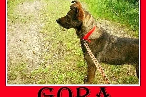 Średnia,przyjazna,spokojna,sterylizowana suczka GORA.Adopcja,  dolnośląskie Wrocław