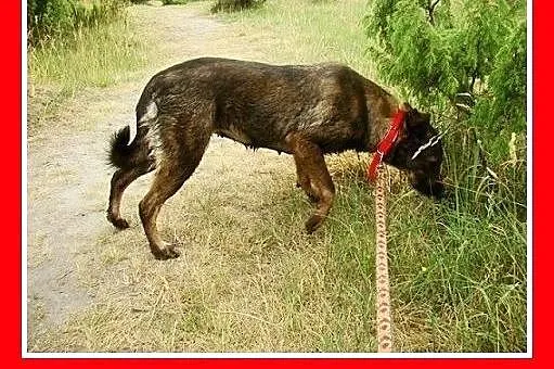 Średnia,przyjazna,spokojna,sterylizowana suczka GO