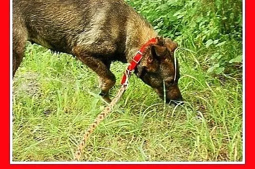 Średnia,przyjazna,spokojna,sterylizowana suczka GO