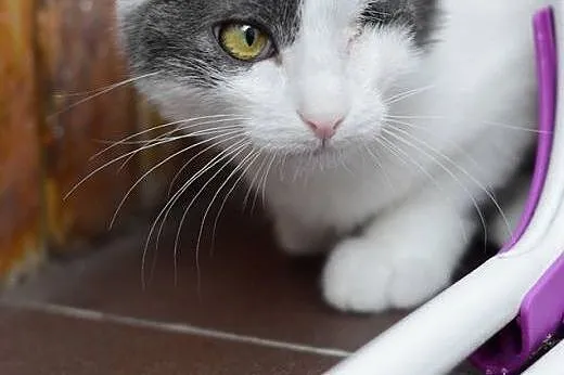 ALANEK-niebiesko-biały 4 miesieczny,przytulanka,adopcja!!,  świętokrzyskie Kielce