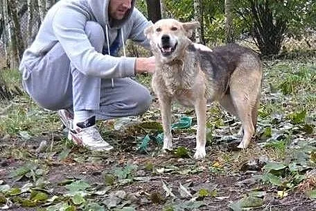 Urocza NELCIA mix owczarek, ułożona, mądra sunia c