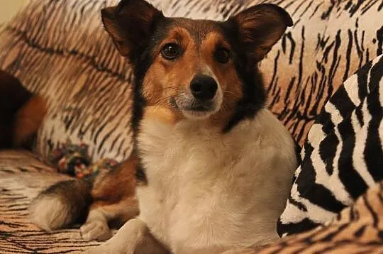 Jagoda- młoda, bezkonfliktowa Lassie w wersji mini