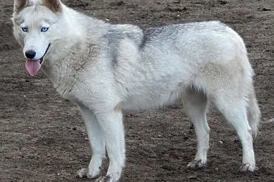 Ajoła-cudowna, 3,5-letnia sunia husky do adopcji!,, Częstochowa