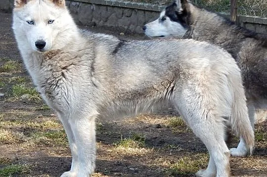 Ajoła-cudowna, 3,5-letnia sunia husky do adopcji!,, Częstochowa