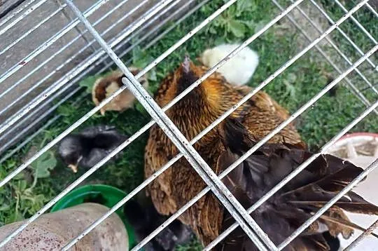 Sprzedania kwokę z 6 kurczakami, Podkarpackie, Przemyśl