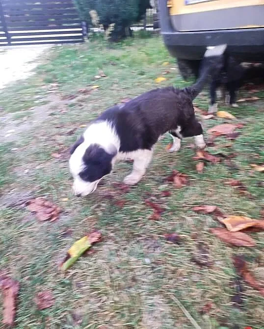 Pieski border collie, Świętokrzyskie, Solec-Zdrój