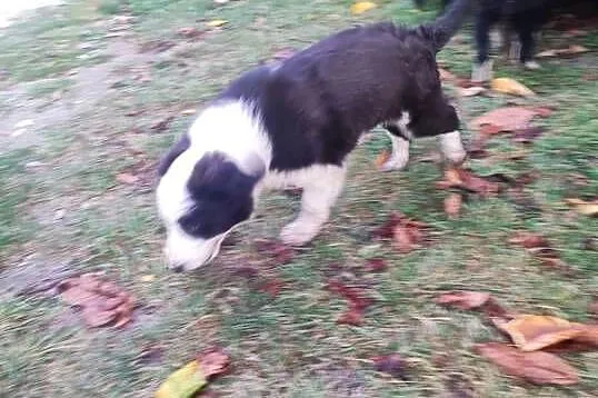 Pieski border collie, Świętokrzyskie, Solec-Zdrój