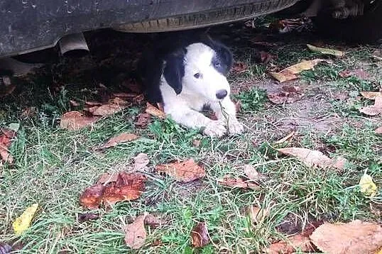 Pieski border collie, Świętokrzyskie, Solec-Zdrój