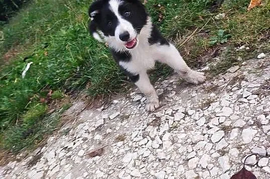 Pieski border collie, Świętokrzyskie, Solec-Zdrój