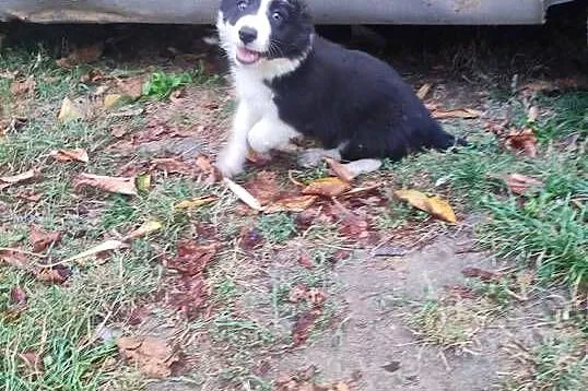 Pieski border collie, Świętokrzyskie, Solec-Zdrój